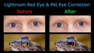 Simply Remove Red Eye and Pet Eye from Photos in Lightroom [upl. by Maurilia]