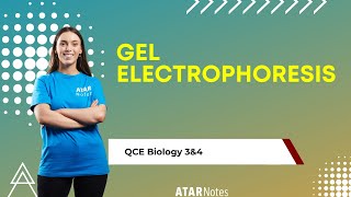 Gel Electrophoresis  QCE Biology 3amp4 [upl. by Wheeler]