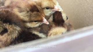 McMurray Hatchery Bielefelder DayOld Baby Chicks [upl. by Irv534]