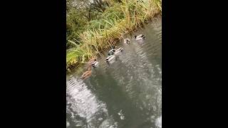 A WellSpent Day at the Trout Farm 🐠🎏 maidstone uk familytrip [upl. by Sherris]