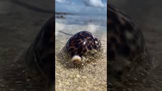 Tiger cowrie  shells of Seychelles [upl. by Booze]