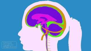 Cerebrospinal fluid flow with audio description [upl. by Ahsienyt729]