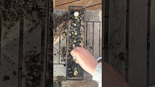 Making an open Terrarium for some Sempervivum pups succulant plantcuttings diy gardencrafts [upl. by Kit]