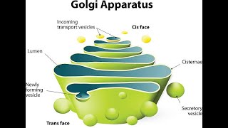 Structure of Golgi Apparatus  Function  Cisternae [upl. by Chemesh]