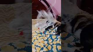 😍 shortsfeed shorts foryou cat funnypetschannel funnypetsmoments catlover [upl. by Anema621]