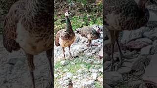 beautiful peahen 🦚babybirdlovers [upl. by Notsur]