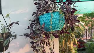 10 Hanging basket plants which are best for hanging pots  Gardening Tips By Aryan [upl. by Ress603]