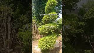 Enhance your garden beauty with spiral plants gardenlandscaping home ajlandscape softscape [upl. by Ardnued]