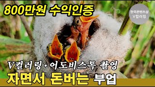 먹이를 받아먹는 새끼 개개비들 촬영 자면서 쉴때도 돈이 들어오는 부업 V컬러링어도비스톡 수익창출 [upl. by Cheyney618]