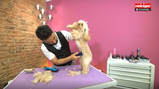 Francisco schert Cavapoo Lexie mit Heiniger Opal StyleMidi und StyleMini [upl. by Geoff]