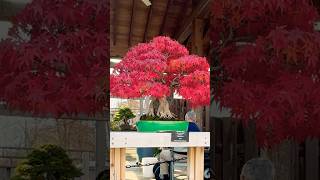 Japanese Maple Bonsai Fall Colors bonsai bonsaitree garden gardening tree plants [upl. by Lladnarc]