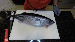 How to fillet loin out an ALBACORE TUNA Big Shticks [upl. by Andersen97]