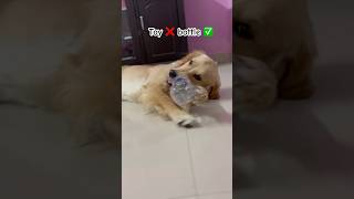 Toy❌bottle✅ dog doglover funny love puppy shortfeed dogs goldenretriever shortsviral [upl. by Orimlede]