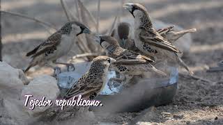 NAMIBIA Parque Nacional ETOSHA Olifantrus [upl. by Faber]