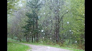 Sonidos Relajantes del BOSQUE LLUVIA BUHO GRILLOS y AVES 🌲🌧☔️🦉🦗🦜 durante la NOCHE [upl. by Llyrad]