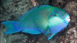 Facts The Parrotfish [upl. by Esydnac]