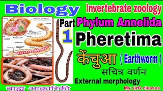 Pheretima Earthworm External morphology of Earthworm  Biology in Hindi by ExamSirG [upl. by Lena]