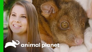 Bindi Irwin Raises a Possum Joey  Crikey Its the Irwins [upl. by Astraea]