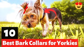 10 Best Bark Collars for Yorkies  Which one should you get [upl. by Lesslie]