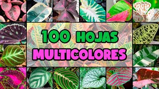 100 PLANTAS con HOJAS de MUCHOS COLORES [upl. by Leontine]