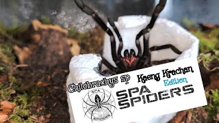 SpaSpiders Unboxing  Kaeng krachan Edition beast unboxing fyp subscribe [upl. by Gerty]