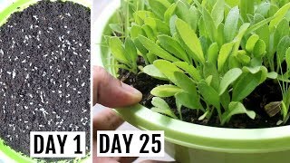 How to Grow Gaillardia from Seeds with UPDATES [upl. by Simaj317]