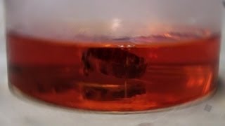 Gold Dissolves in Aqua Regia reaction only [upl. by Nosyerg]