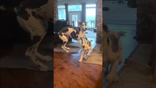 🥰 Funny Great Danes comedy funny dog shorts [upl. by Ahsilla]