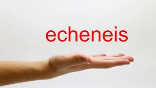 How to Pronounce echeneis  American English [upl. by Nottap]