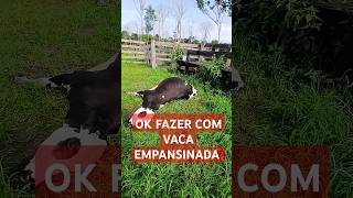 Qual procedimento para vaca empansinada ou timpanismosfazenda diaadiagadovidanaroça shortsvaca [upl. by Orabla]