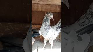 Original Saharanpuri Kabootar shorts pigeon kabutar [upl. by Desdee79]