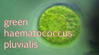 haematococcus pluvialis green [upl. by Eustashe]