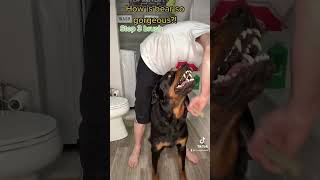 The growling sweet Rottweiler The video that reached over 100 million views bearfromtiktok [upl. by Faber]