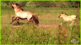 Wilde paarden in galop door YouTubeFilmMakerNL [upl. by Us]