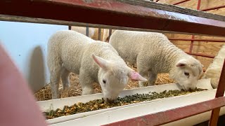 Creep feeder setup for lambs [upl. by Elyse]