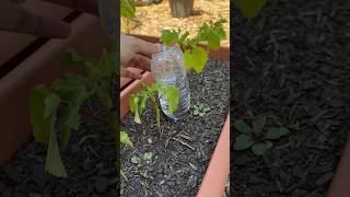 Water Bottle Trick gardening [upl. by Zoie]