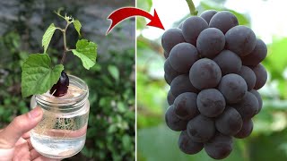 Propagate grapes from fruit using aloe vera Stimulates continuous rooting and fruiting [upl. by Ydissahc]