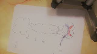 Lec1part3 Dorsal column medial lemniscus pathway [upl. by Starbuck]