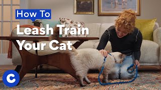 How to Leash Train Your Cat  Chewtorials [upl. by Engvall]