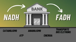 Bioquímica  O que é NADH e FADH2 [upl. by Ellah]