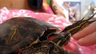 Raphael the red eared slider fluttering at things [upl. by Ferdinana514]