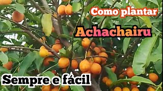 como plantar achachairu passo a passo [upl. by Ardied]