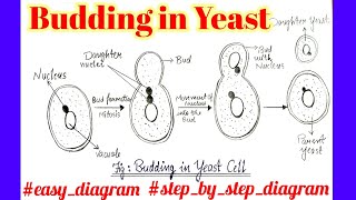 easydiagram  Budding in Yeast  How to Draw Diagram of Budding in yeast step by step [upl. by Yramanna58]