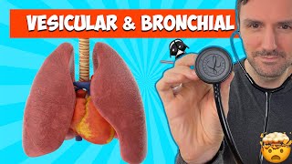 Lung sounds for beginners Vesicular and Bronchial breath sounds lungsounds [upl. by Taber919]