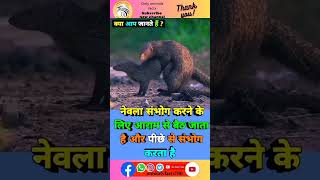 नेवला संवाद mating के बारे में रोचक तथ्य 🥶🦨sorts viral facts animals trending ytshort [upl. by Ahsiekar]