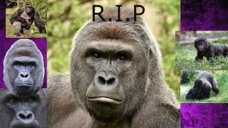 documentary of the life harambe [upl. by Salvucci]