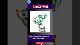 Ribozyme in Genetic Engineering Role in Biotech and Biopharma ribozymes biotechnology [upl. by Tansey]