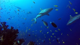 Scuba diving in the Maldives  Family Divers Maldives in Rasdhoo [upl. by Odraccir]