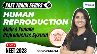 Human Reproduction  Male and Female Reproductive System  Biology  NEET 2023  Seep Pahuja [upl. by Herodias]