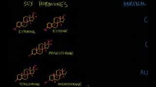 From terpenes to steroids part 2 squalene cholesterol and steroids [upl. by Atinaj]